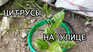 Домашние лимоны и другие цитрусы в открытом грунте, температура,обзор,новые приросты