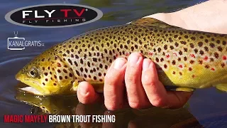 FLY TV - Magic Mayfly Brown Trout Fishing