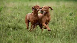 The Vizsla is a Hung