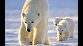 Eisbär (Ursus maritimus) Superzoom im Tiergarten Zoo Schönbrunn – Polar bear  – oso blanco