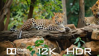 The Most Beautiful Animals Of 2024 In Dolby Vision 12K HDR 120fps - Relaxing Piano Music