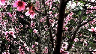 Pruning Peach & Nectarine Trees