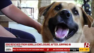 Dog rescued after jumping into gorilla enclosure