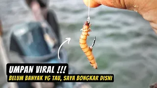 Umpan Terbaik Mancing di Laut yg Belum Banyak Orang Tahu | Auto STRIKE !!