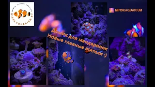 Мой морской аквариум. Рыбки мандаринки, кораллы и общее состояние.