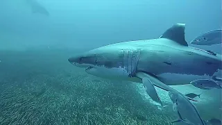 Great White Shark cage diving, Neptune Islands, Australia