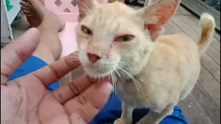 Kucing Kecil Bernama Jordi Lagi Bermain Sambil Belajar