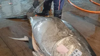 High-Speed Cutting Skills for Huge 478kg Bluefin Tuna