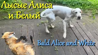 Алиса лиса. Похудевшие Алиса и Белый (Alice and White lost weight).