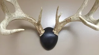 How to Mount Deer Antlers like a Pro (plaque can be added) Very Inexpensive!