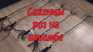 Саженцы роз на штамбе.