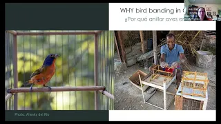 Bird Banding in Havana, Cuba: Results and Perspectives from Year 1