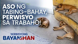 Ano ang dapat gawin sa maingay ng aso ng kapitbahay na naging perwisyo na sa trabaho