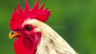 ROOSTER CROWING COMPILATION 2022 - rooster crowing sounds effect