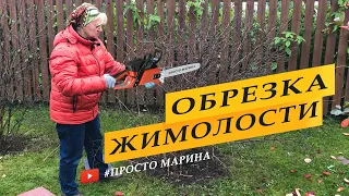 Обрезка жимолости осенью