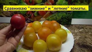 "Зимние" томаты намного вкуснее! Ольга Чернова.