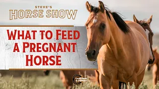 What to Feed a Pregnant Horse