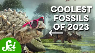 These Are The Coolest Fossils From 2023