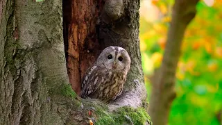 PUŠTÍK OBECNÝ | Strix aluco | Tawny owl | Waldkauz | Cárabo común | Серая неясыть | モリフクロウ