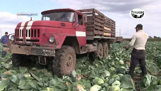 Битва за урожай в ЗАО "Куликово". 13.09.2022