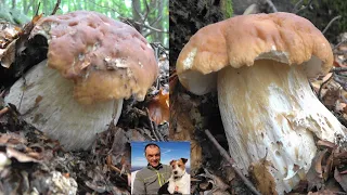 Second unpublished video of the series The wonderful mushrooms of the park of a hundred lakes