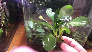 Bucephalandra sp. Achilles  секрет выращивания!!! ч.2