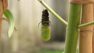 Monarch Caterpillar to Chrysalis Metamorphosis Time-lapse 🐛