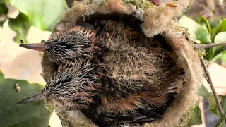 Hummingbird Nest 2 eggs till fledging