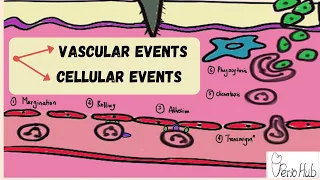 INFLAMMATION ‖ Vascular and Cellular steps of Inflammation ‖ Acute Inflammation ‖ Dr. Sneha