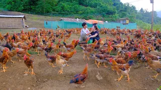 Sang Vy Pick up stones to build stairs to Chicken Farm, harvest ripe melons and cook - Sang Vy Farm