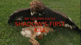 My golden eagle Shadow’s first kill @marksfalconry