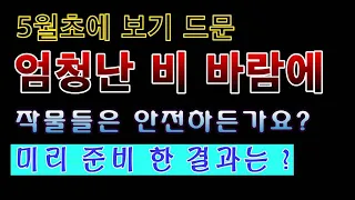 [텃밭농부 1,446]  엄청난 비 바람에 작물들은 안전합니까? 반드시 묶어야 하는 이유