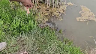 Second biggest snapping  turtle of the pond  makes his appearance......