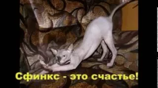 Канадский сфинкс