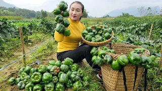 Harvesting Bell Peppers Goes to market sell - Cooking | Ly Thi Tam