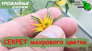 НЕ СПЕШИТЕ УДАЛЯТЬ! Махровые цветки томата - цветки с СЕКРЕТОМ!