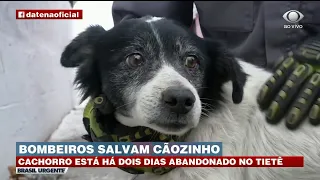 CÃOZINHO SALVO PELOS BOMBEIROS DEVE SER LEVADO PARA ONG | BRASIL URGENTE