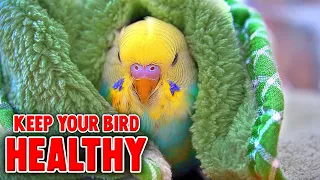 How to Keep Your Bird Happy and Healthy | Compilation