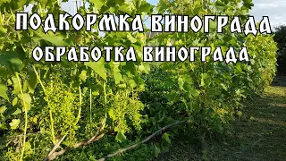 Подкормка винограда и обработка от болезней