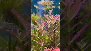 Bitkili akvaryum fotosentez-planted aquarium photosynthesis #plantedtank #bitkiliakvaryum