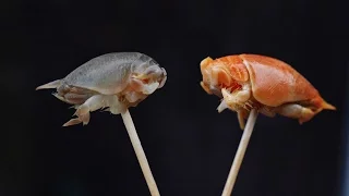 Do sand FLEAS taste good??