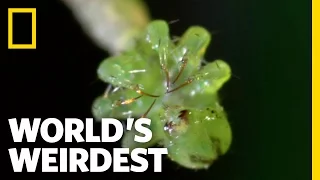 Carnivorous Caterpillars | World's Weirdest