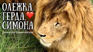 ❤️АЛИ(Олежка),ГЕРДА и СИМОНА. У самолёта новый хозяин.Тайган. Life of lions.Taigan.