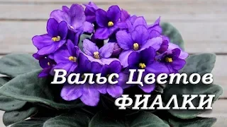 Вальс цветов. Фиалки. Легенда о фиалке