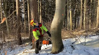 Práce v lese / tree felling / larch X MS 500i