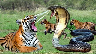 Tiger Died Tragically When Choosing To Confront The Most Venomous Snake In The World -Tiger Vs Snake