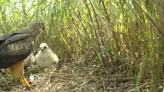 гнездо луговых луней, среднее поволжье