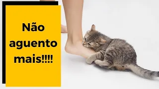 ❌  MORDIDINHA DE GATO: Estimulando certo seu gato para melhorar a "brincadeira"!!! 👍😺