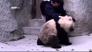Смешные панды. Панда не хочет принимать лекарство. Панда прикол