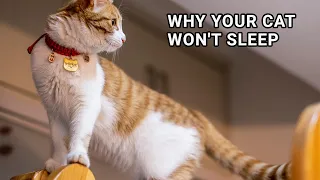 Why Your Cat Won't Sleep: Unraveling Feline Mysteries